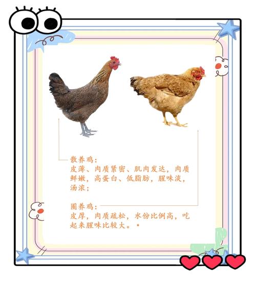 为何畜牧业品种能持续改良？-第1张图片-宁夏农业信息网