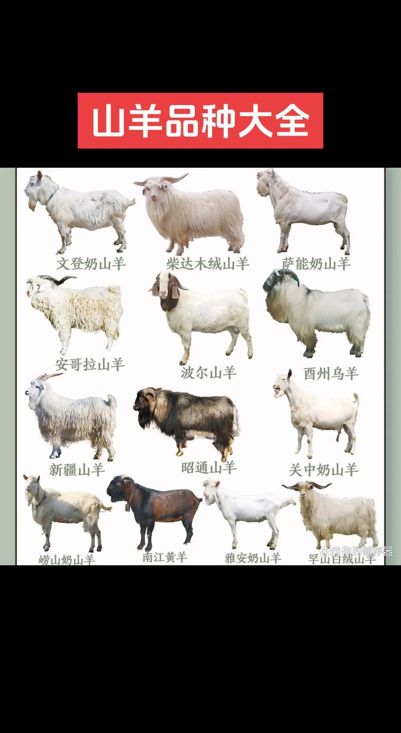 养什么品种的羊赚钱块-第2张图片-宁夏农业信息网