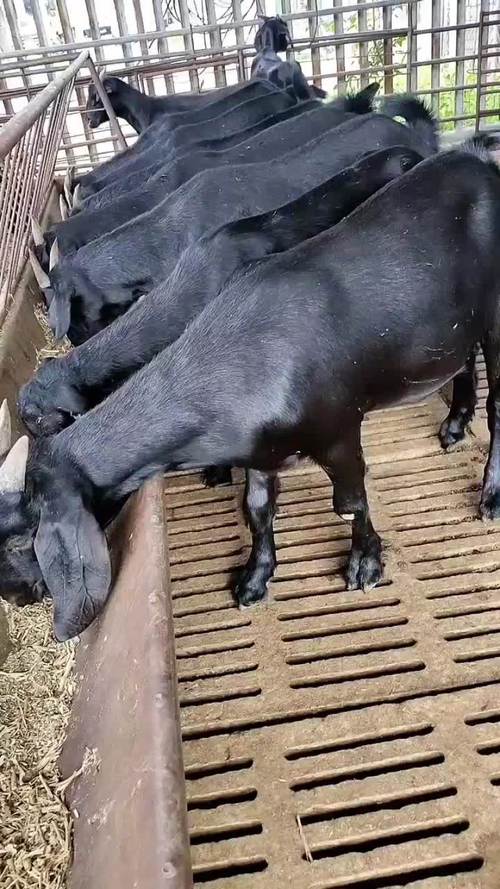 养什么品种的羊赚钱块-第1张图片-宁夏农业信息网