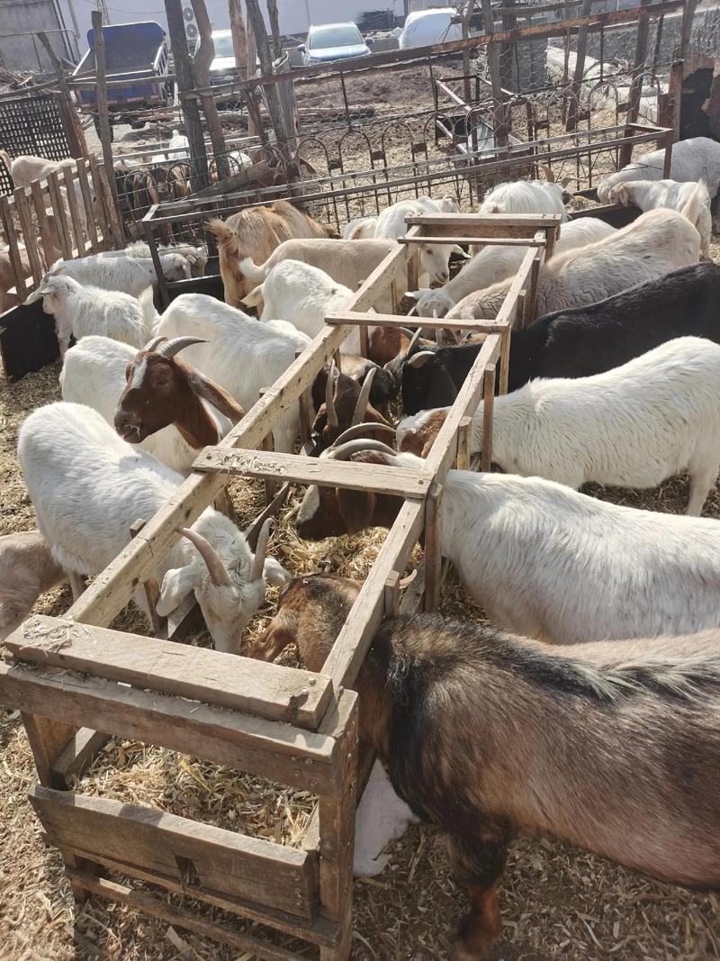 养什么品种的羊赚钱块-第3张图片-宁夏农业信息网