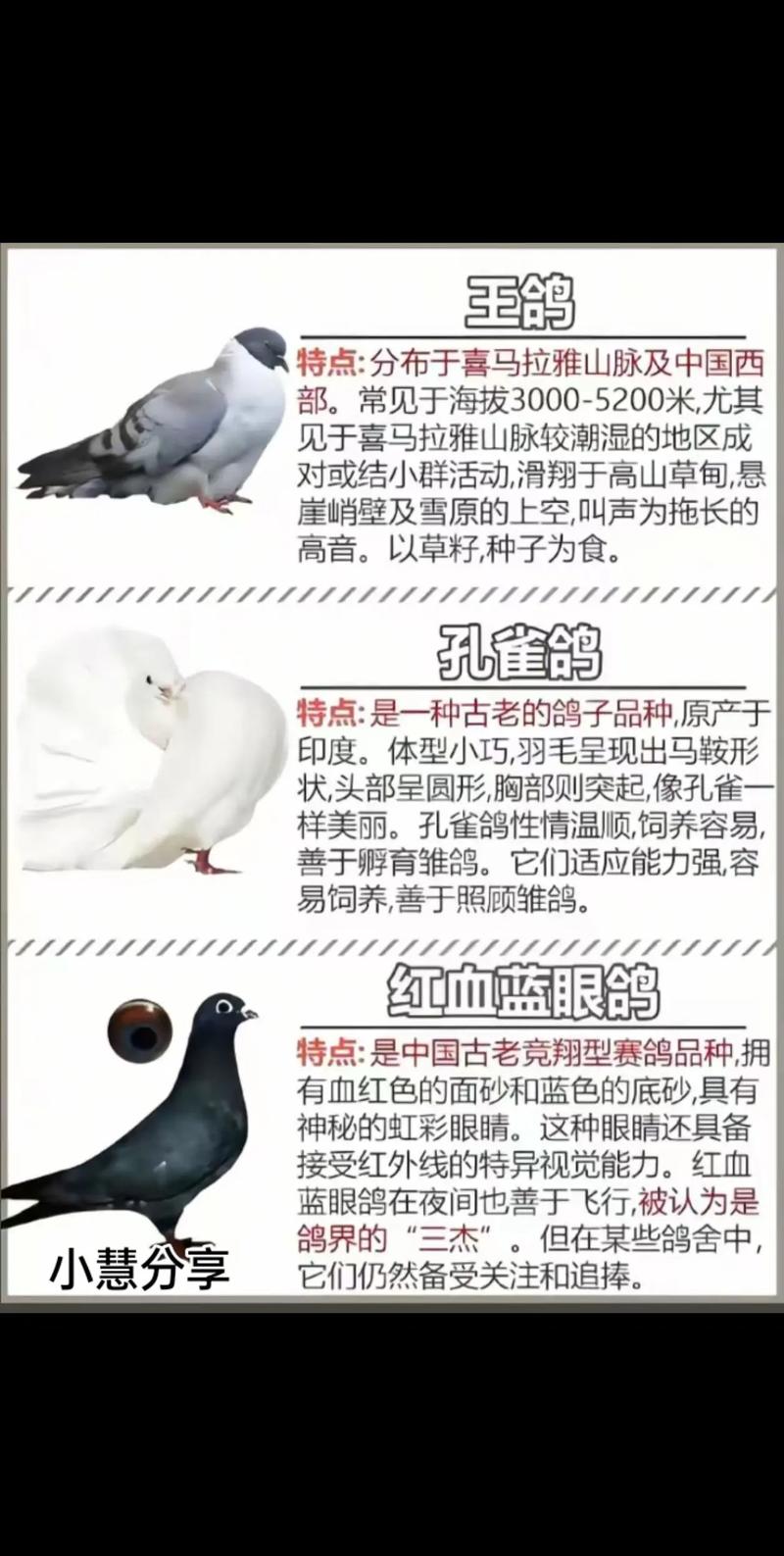 散养肉鸽选什么品种好？-第1张图片-宁夏农业信息网