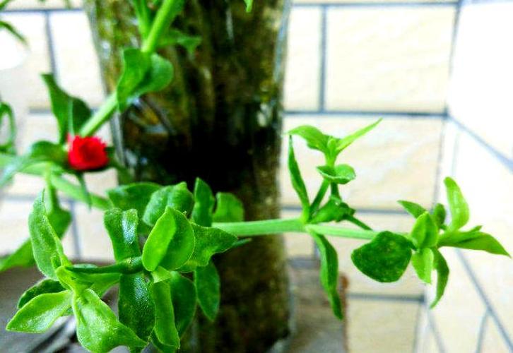 心叶日中花的修剪方法-第1张图片-宁夏农业信息网 心叶日中花的修剪方法-第1张图片-宁夏农业信息网