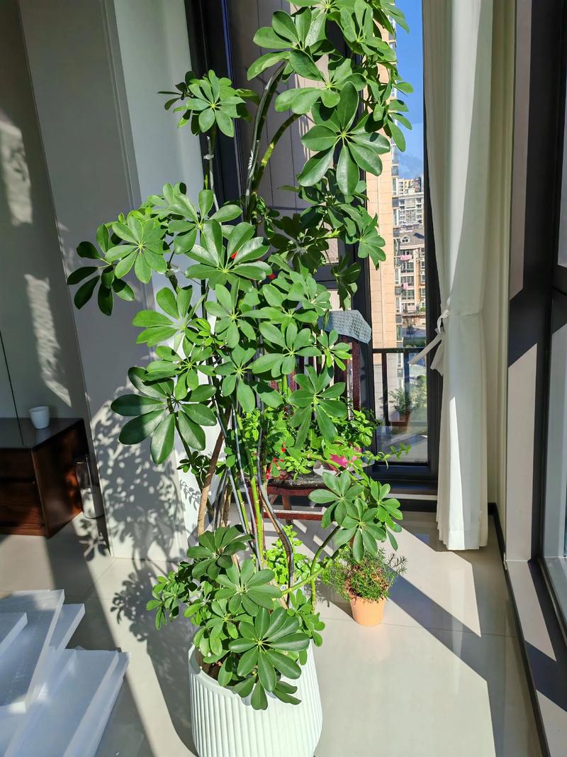 心叶日中花的修剪方法-第2张图片-宁夏农业信息网 心叶日中花的修剪方法-第2张图片-宁夏农业信息网