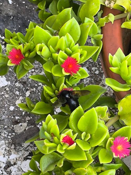 心叶日中花的修剪方法-第3张图片-宁夏农业信息网 心叶日中花的修剪方法-第3张图片-宁夏农业信息网