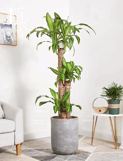 关于巴西木的种植方法-第1张图片-宁夏农业信息网