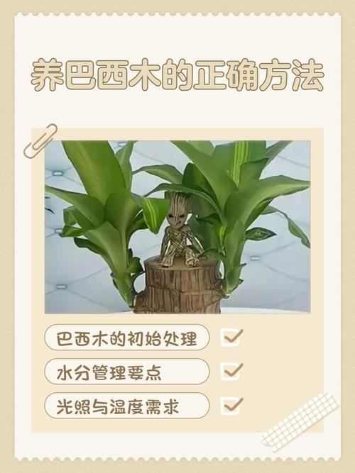 关于巴西木的种植方法-第2张图片-宁夏农业信息网