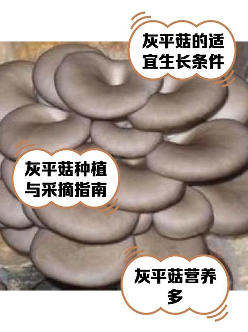 平菇菌种植方法和技术-第1张图片-宁夏农业信息网