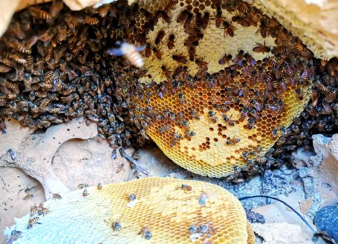 找野蜜蜂用什么方法找-第1张图片-宁夏农业信息网