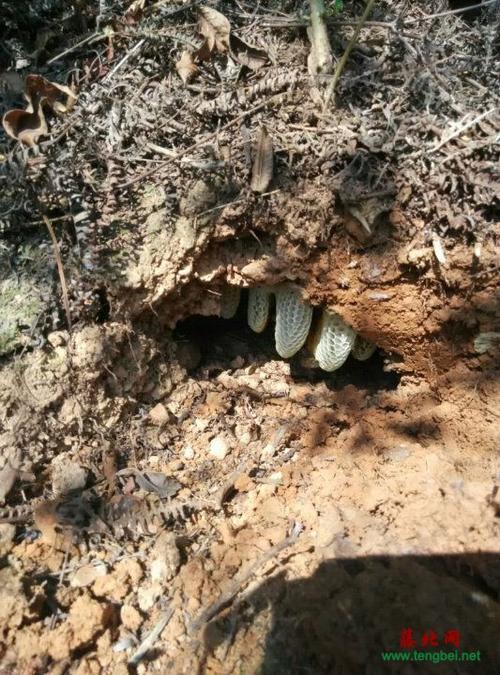 找野蜜蜂用什么方法找-第2张图片-宁夏农业信息网