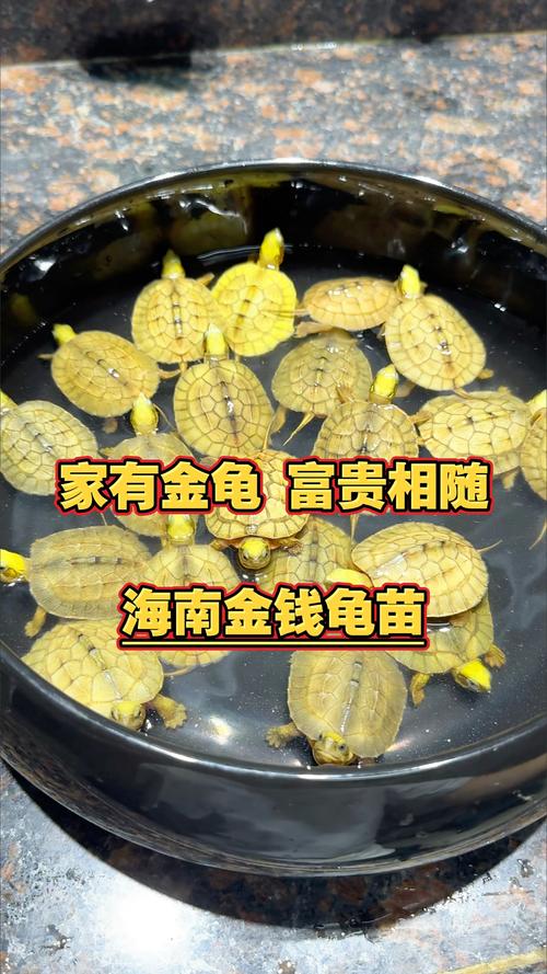 什么品种的金钱龟最贵-第1张图片-宁夏农业信息网