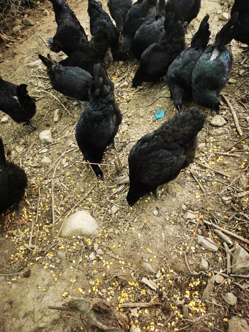 散养产蛋鸡什么品种好-第1张图片-宁夏农业信息网