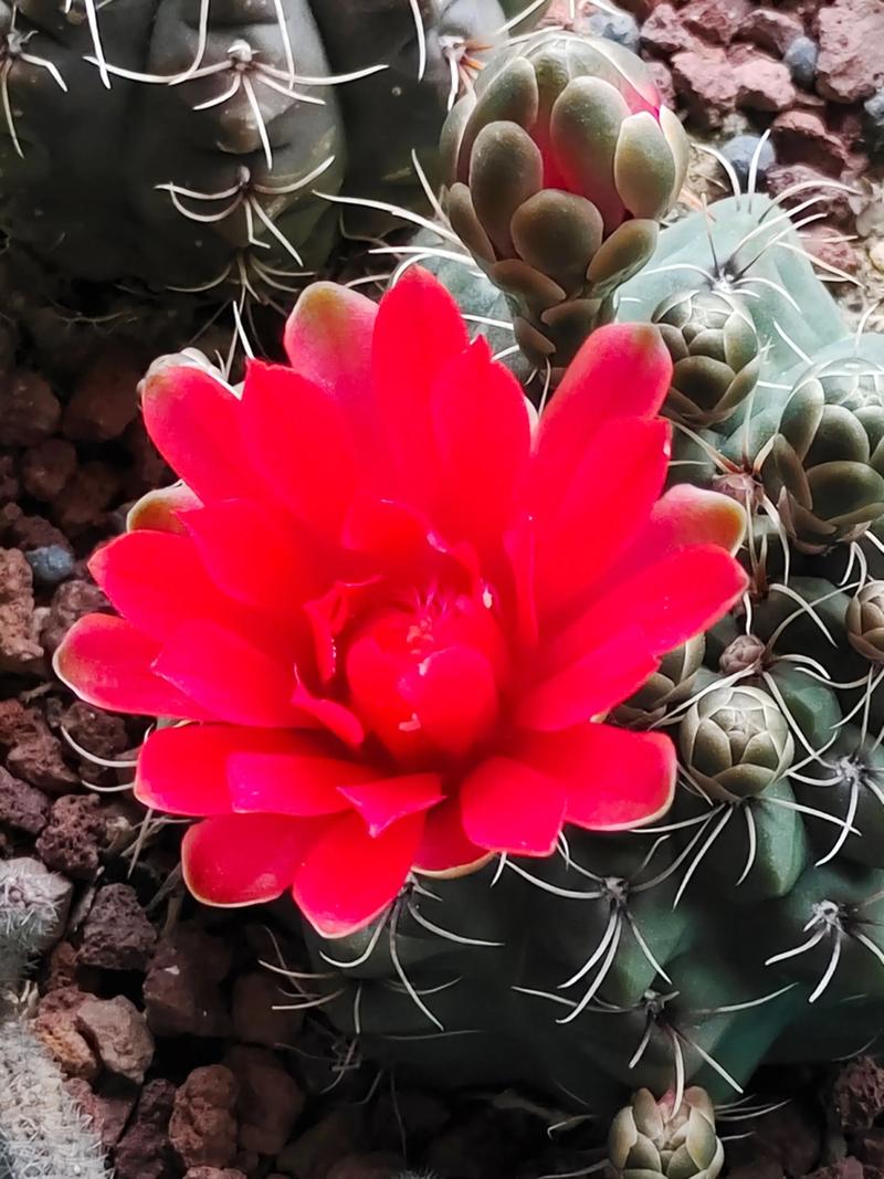 绯花玉什么品种开花多-第1张图片-宁夏农业信息网