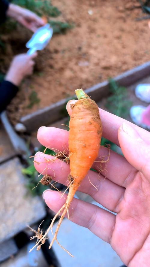 胡萝卜品种怎么选？-第1张图片-宁夏农业信息网