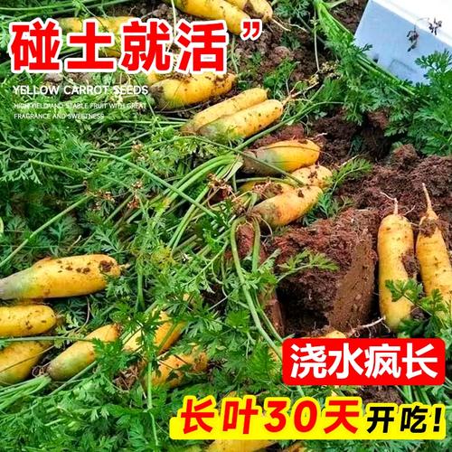 胡萝卜品种怎么选？-第2张图片-宁夏农业信息网