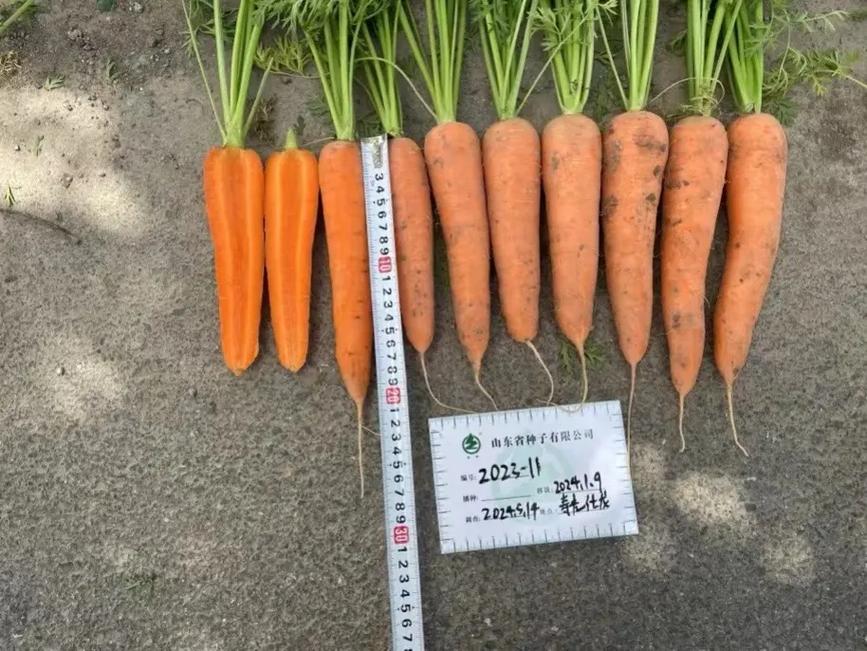 胡萝卜品种怎么选？-第3张图片-宁夏农业信息网