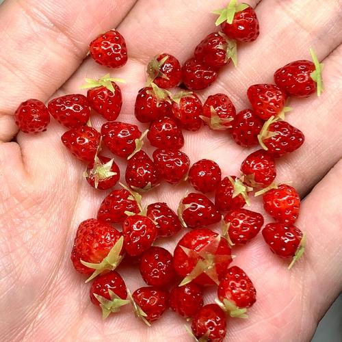 个小的草莓是什么品种？-第1张图片-宁夏农业信息网