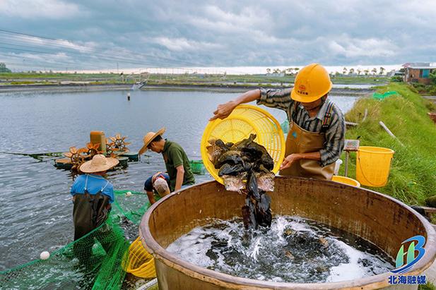 广西北海水产养殖基地有何特色？-第1张图片-宁夏农业信息网