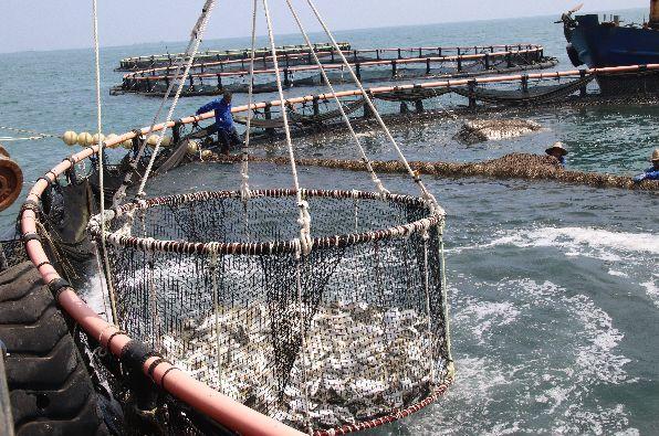 广西北海水产养殖基地有何特色？-第2张图片-宁夏农业信息网