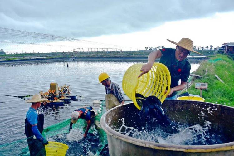 广西北海水产养殖基地有何特色？-第3张图片-宁夏农业信息网
