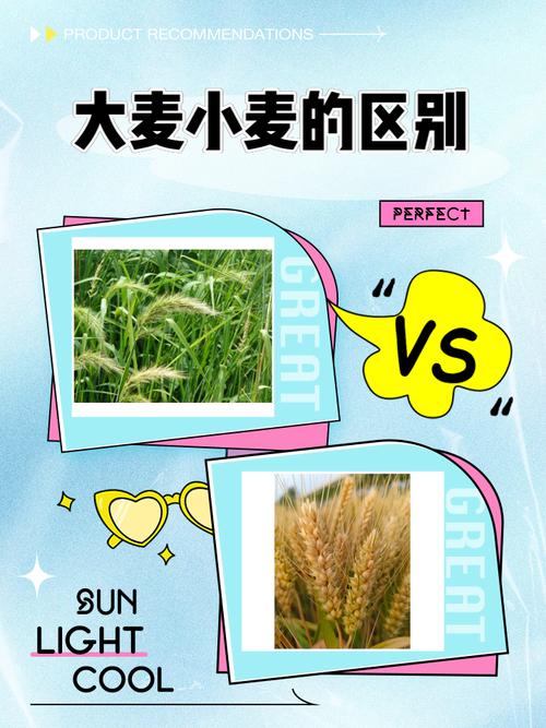 春小麦4个品种如何选？-第1张图片-宁夏农业信息网
