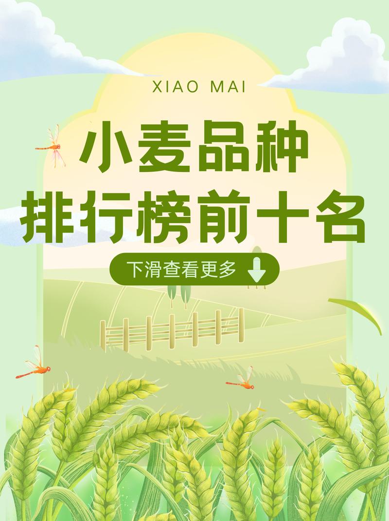 春小麦4个品种如何选？-第2张图片-宁夏农业信息网