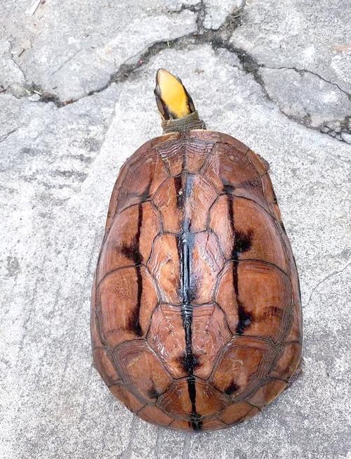 药用金钱龟是什么品种-第1张图片-宁夏农业信息网