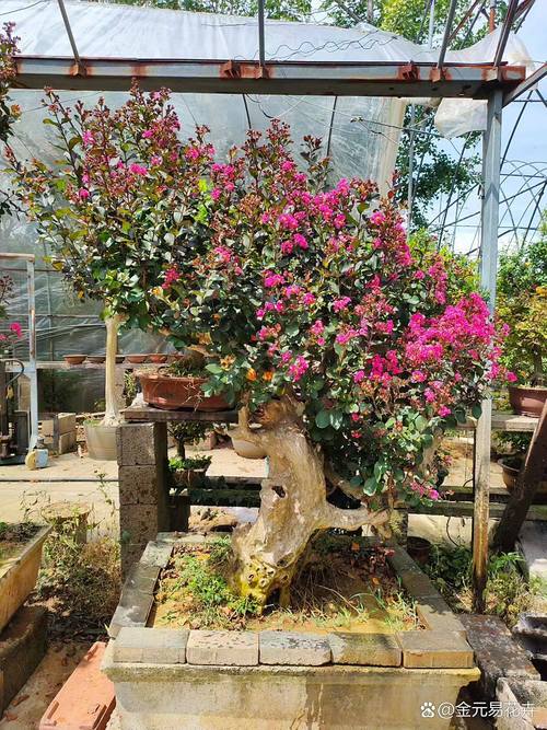 紫薇花盆景的制作方法-第1张图片-宁夏农业信息网