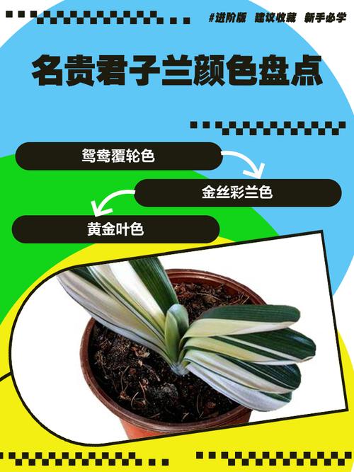 君子兰哪个品种最贵?-第1张图片-宁夏农业信息网 君子兰哪个品种最贵?-第1张图片-宁夏农业信息网