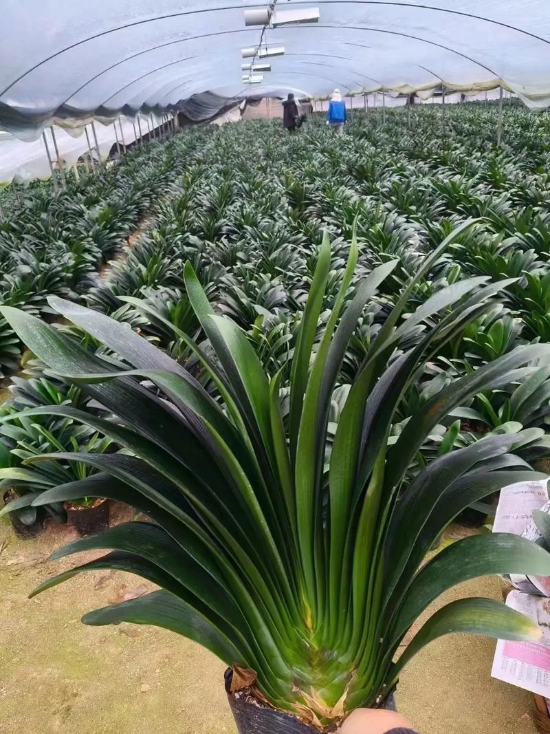 君子兰哪个品种最贵？-第2张图片-宁夏农业信息网