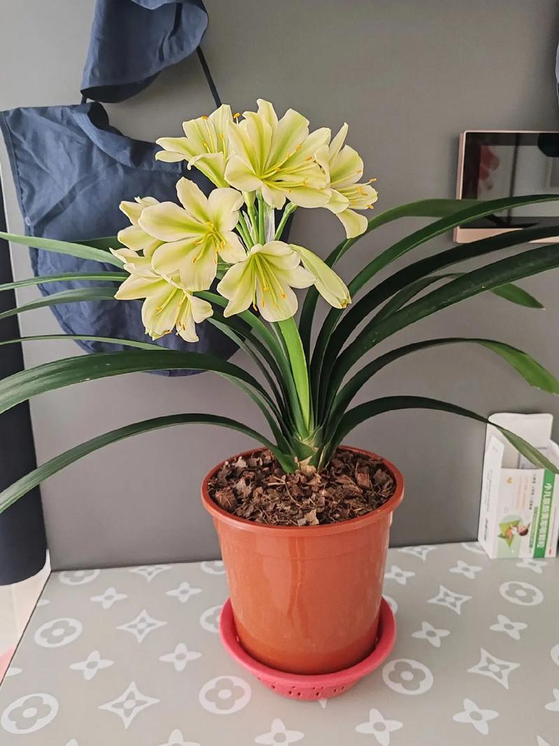 君子兰哪个品种最贵?-第3张图片-宁夏农业信息网 君子兰哪个品种最贵?-第3张图片-宁夏农业信息网