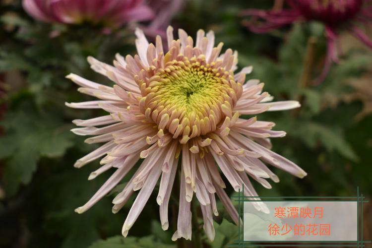 多年生菊花品种有哪些？-第2张图片-宁夏农业信息网