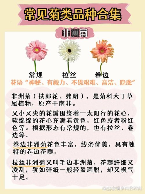 多年生菊花品种有哪些？-第1张图片-宁夏农业信息网