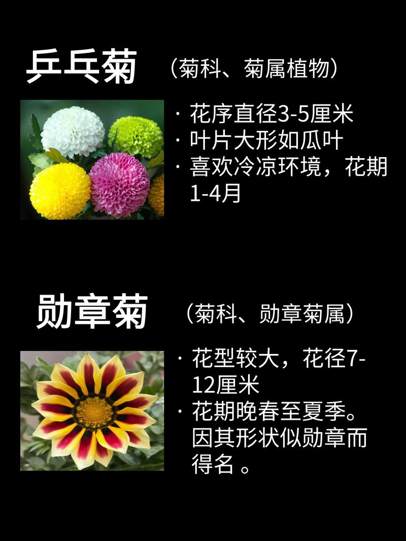 多年生菊花品种有哪些？-第3张图片-宁夏农业信息网