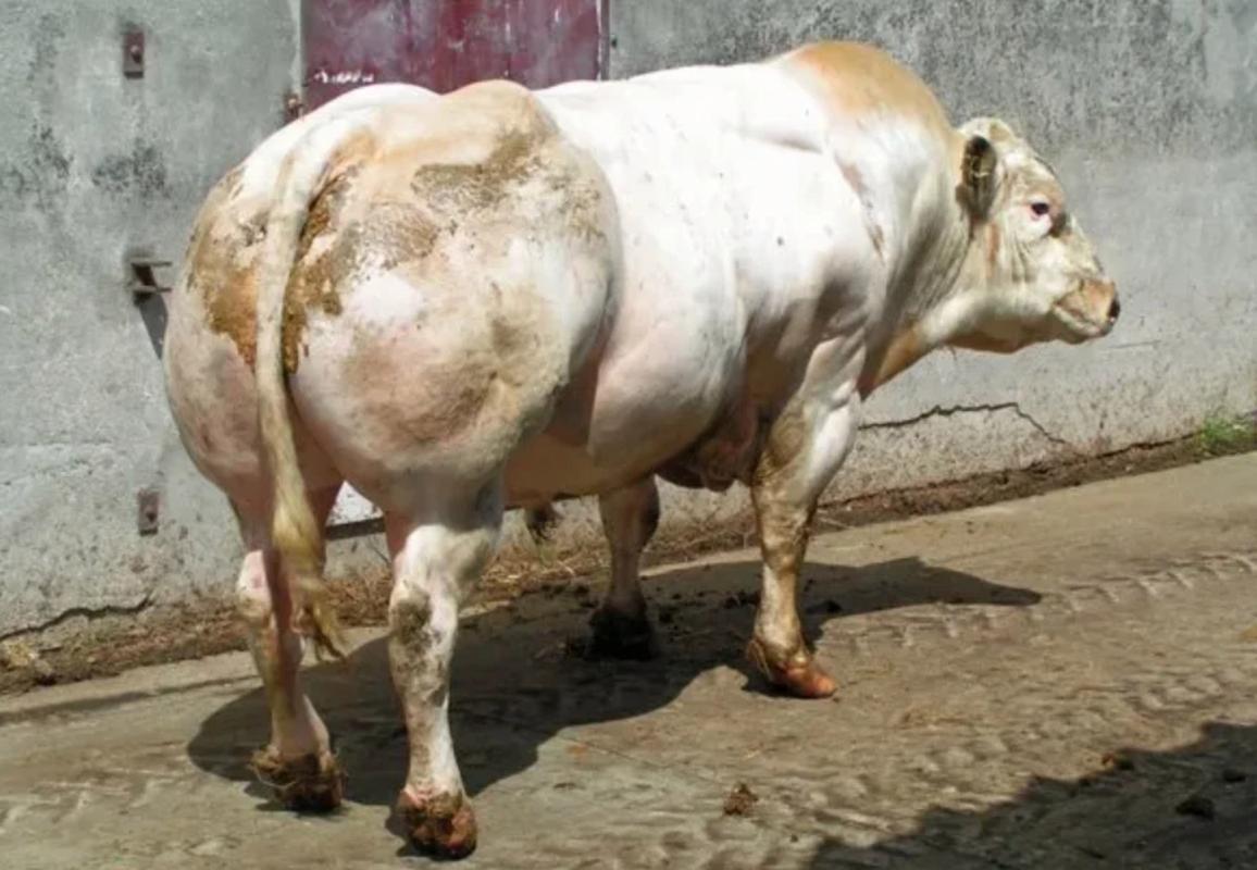 产肉率最高的肉牛品种是哪个?-第1张图片-宁夏农业信息网 产肉率最高的肉牛品种是哪个?-第1张图片-宁夏农业信息网