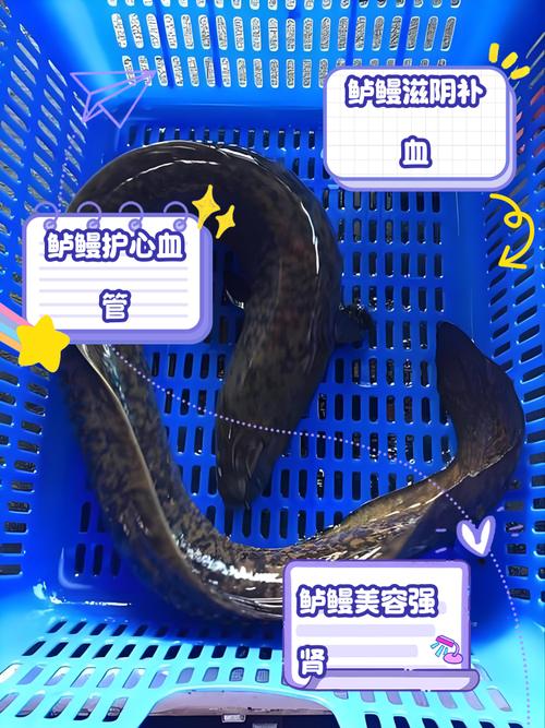 鳗鱼品种有多少？附图片看差异-第1张图片-宁夏农业信息网