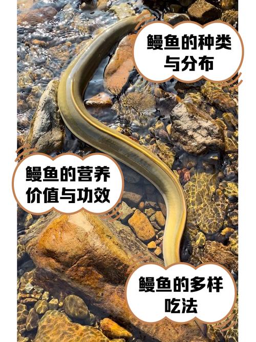 鳗鱼品种有多少？附图片看差异-第2张图片-宁夏农业信息网