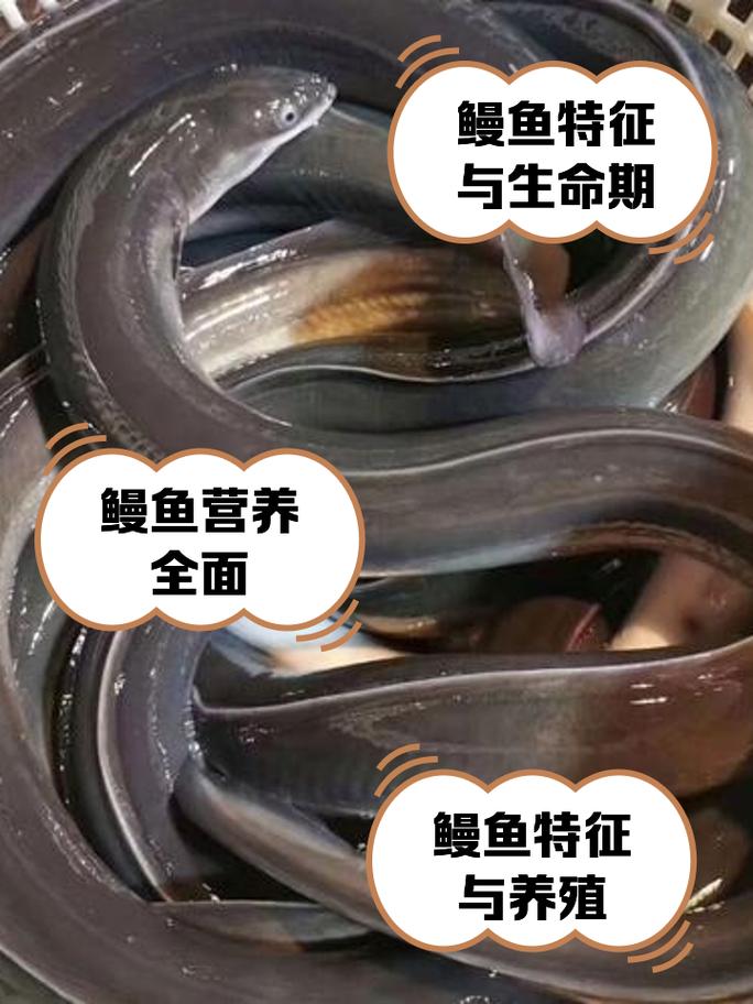 鳗鱼品种有多少？附图片看差异-第3张图片-宁夏农业信息网