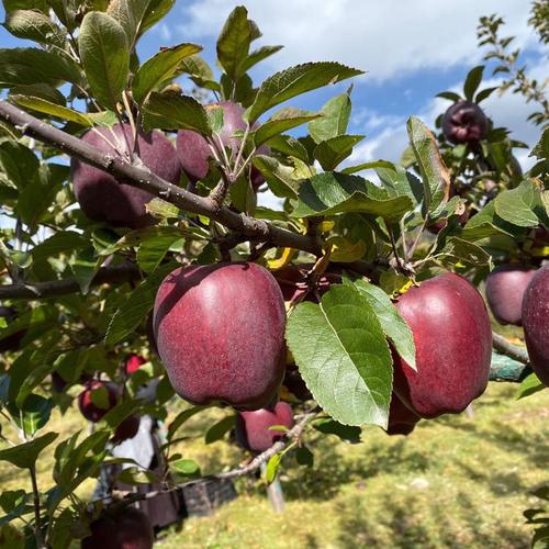 紫红色苹果是哪个品种？-第1张图片-宁夏农业信息网