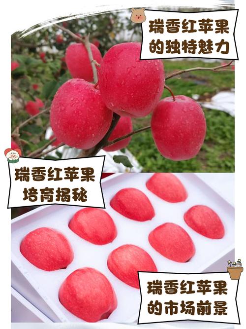 紫红色苹果是哪个品种？-第2张图片-宁夏农业信息网