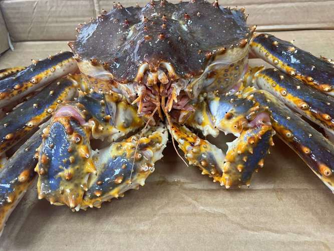 阿拉斯加海域有哪些特色海鲜品种？-第3张图片-宁夏农业信息网