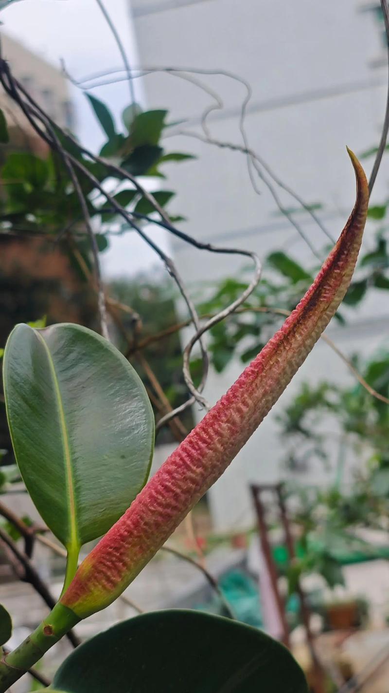 大叶榕树品种有哪些？-第2张图片-宁夏农业信息网