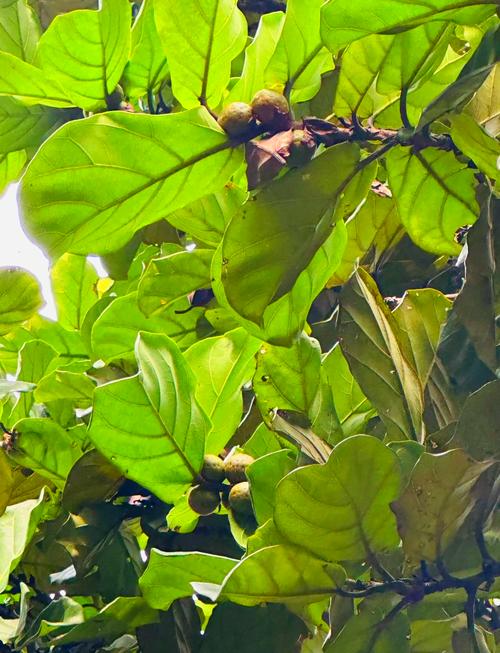 大叶榕树品种有哪些？-第1张图片-宁夏农业信息网