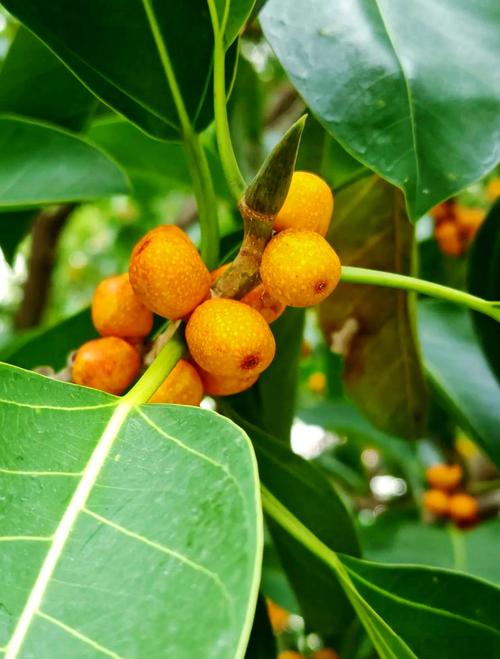 大叶榕树品种有哪些？-第3张图片-宁夏农业信息网