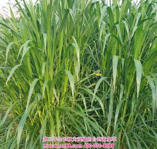 高产牧草品种蜜蔗1号-第1张图片-宁夏农业信息网