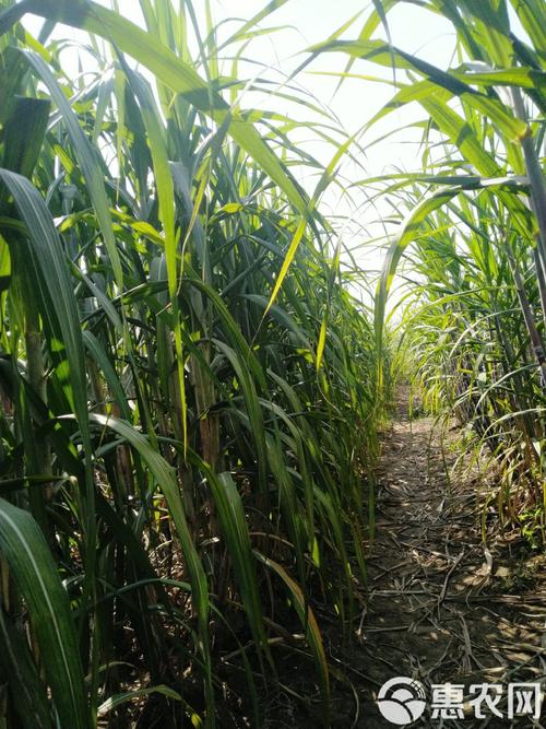 高产牧草品种蜜蔗1号-第2张图片-宁夏农业信息网