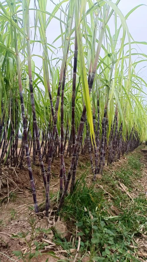 高产牧草品种蜜蔗1号-第3张图片-宁夏农业信息网