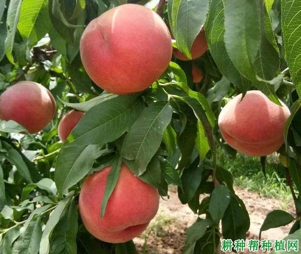 中桃5号有何突出特点？-第2张图片-宁夏农业信息网