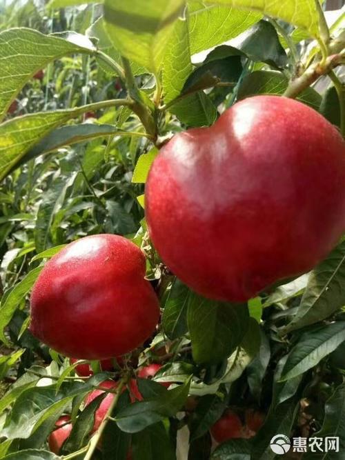 中桃5号有何突出特点？-第3张图片-宁夏农业信息网