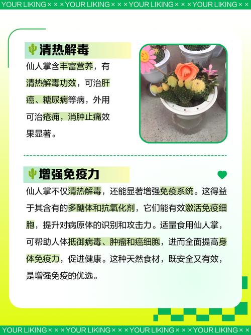 哪些仙人掌品种有毒不能吃？-第2张图片-宁夏农业信息网