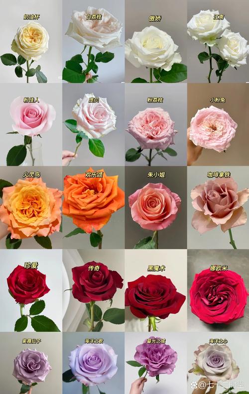 常见玫瑰花品种有哪些？-第1张图片-宁夏农业信息网